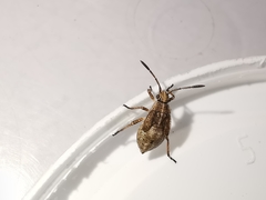 Stictopleurus punctatonervosus