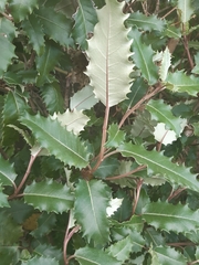 Olearia × macrodonta