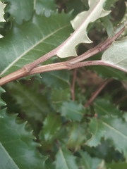 Olearia × macrodonta