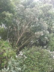 Olearia × macrodonta