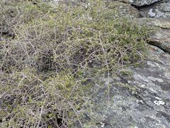 Coprosma dumosa