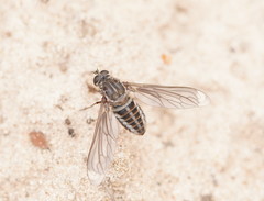 Lomatiinae