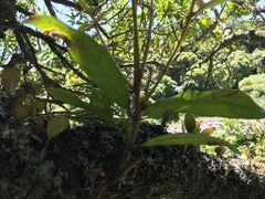 Nestegis cunninghamii