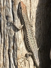 Cryptoblepharus australis