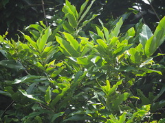 Diospyros blancoi