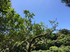 Nestegis cunninghamii