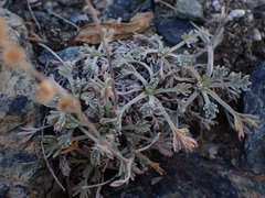 Artemisia genipi