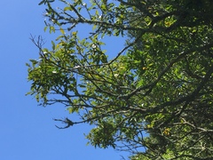 Nestegis cunninghamii