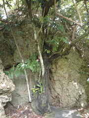Diospyros blancoi