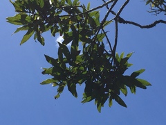 Nestegis cunninghamii