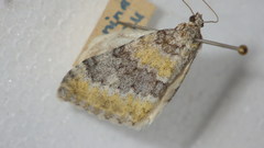 Entephria cyanata