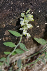 Hebecarpa ovatifolia