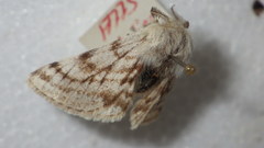 Lycia alpina