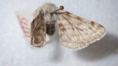 Lycia alpina