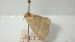 Trisateles emortualis