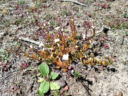 Epilobium hectorii (Epilobium hectorii)