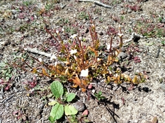 Epilobium hectori