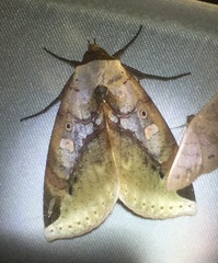 Amphoraceras rothschildi