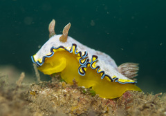 Goniobranchus albopunctatus