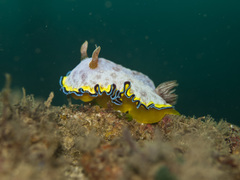 Goniobranchus albopunctatus