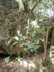 Diospyros blancoi