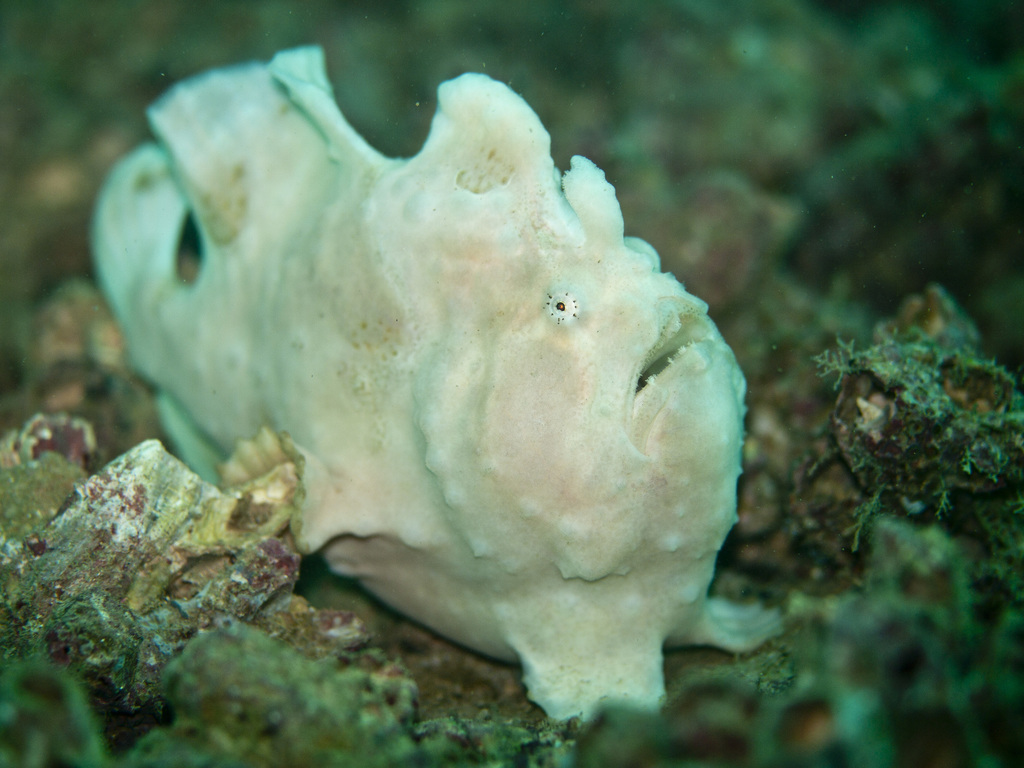Fibonacci frogfishes
