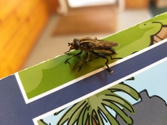 Orthoprosopa bilineata