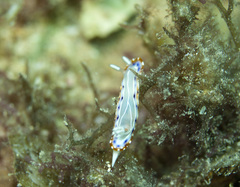 Goniobranchus setoensis