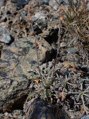 Artemisia genipi