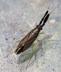 Heterotoma
