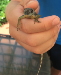 Anolis extremus