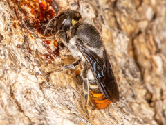 Megachile chrysorrhoea