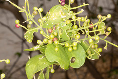 Salvadora persica
