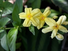 Pseudomussaenda flava