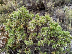 Pimelea aridula