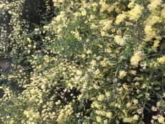 Acacia verticillata verticillata