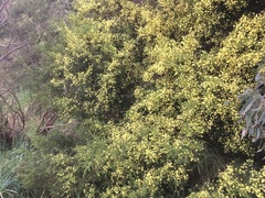 Acacia verticillata verticillata
