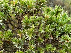 Pimelea aridula