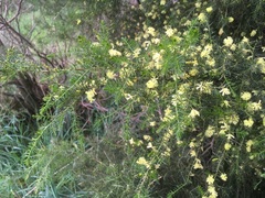 Acacia verticillata verticillata