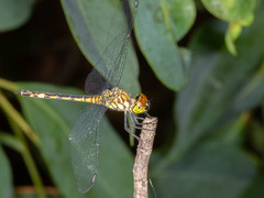 Chalcostephia flavifrons