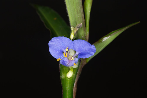 Commelina diffusa