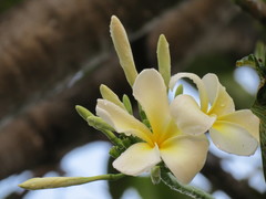 Plumeria obtusa
