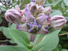 Calotropis gigantea