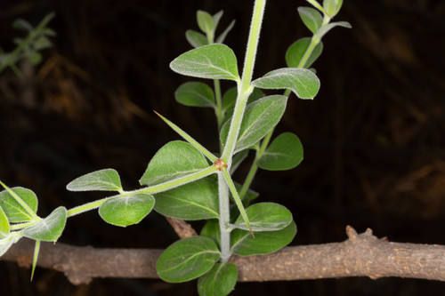 Bush Plum