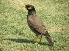 Acridotheres tristis