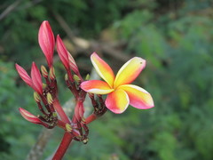 Plumeria rubra