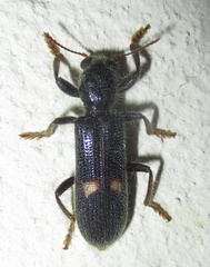 Phloiocopus