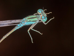 Pseudagrion coeleste
