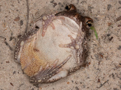 Sclerophrys pusilla