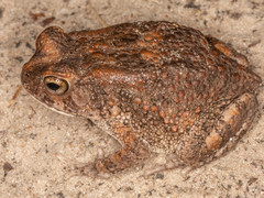Sclerophrys pusilla